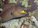 yellow mouthed moray.jpg